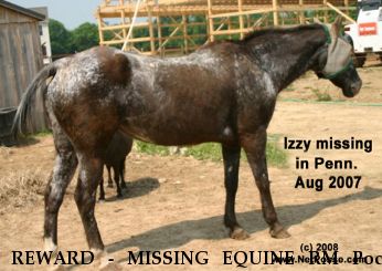 REWARD - MISSING EQUINE RM Poco King ,Izzy Near Seven Springs, PA, 00000